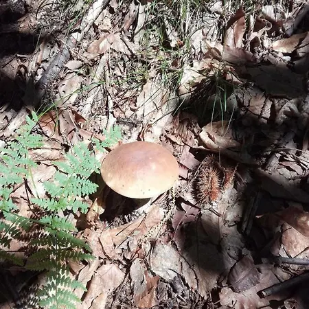 Ca Virginia